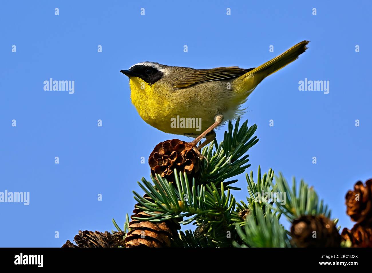 Un comune Warbler 'Geothlypis trichas' dalla gola gialla, arroccato sul ramo superiore di un abete rosso nel suo habitat boschivo Foto Stock