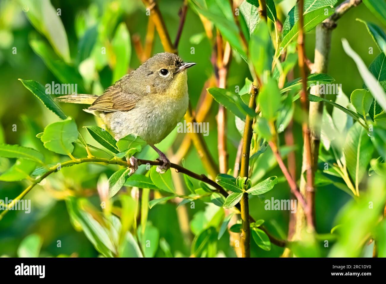 Un comune Warbler dalla gola gialla 'Geothlypis trichas', arroccato su un ramo del suo habitat boschivo Foto Stock