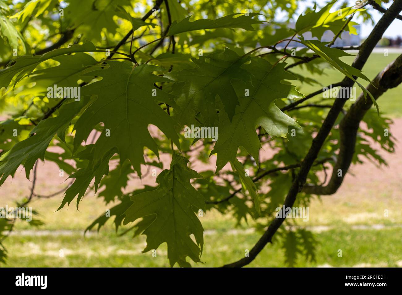 Foglie di quercia rossa settentrionale con rami - strada rossa sfondo sfocato. Preso a Toronto, in Canada. Foto Stock