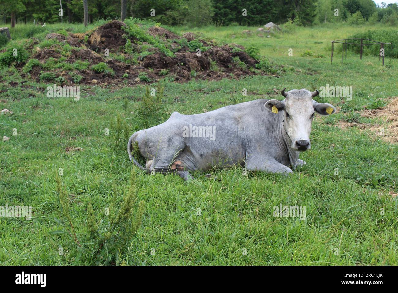 Rara vacca blu lettone nel villaggio di Sece, in Lettonia Foto Stock