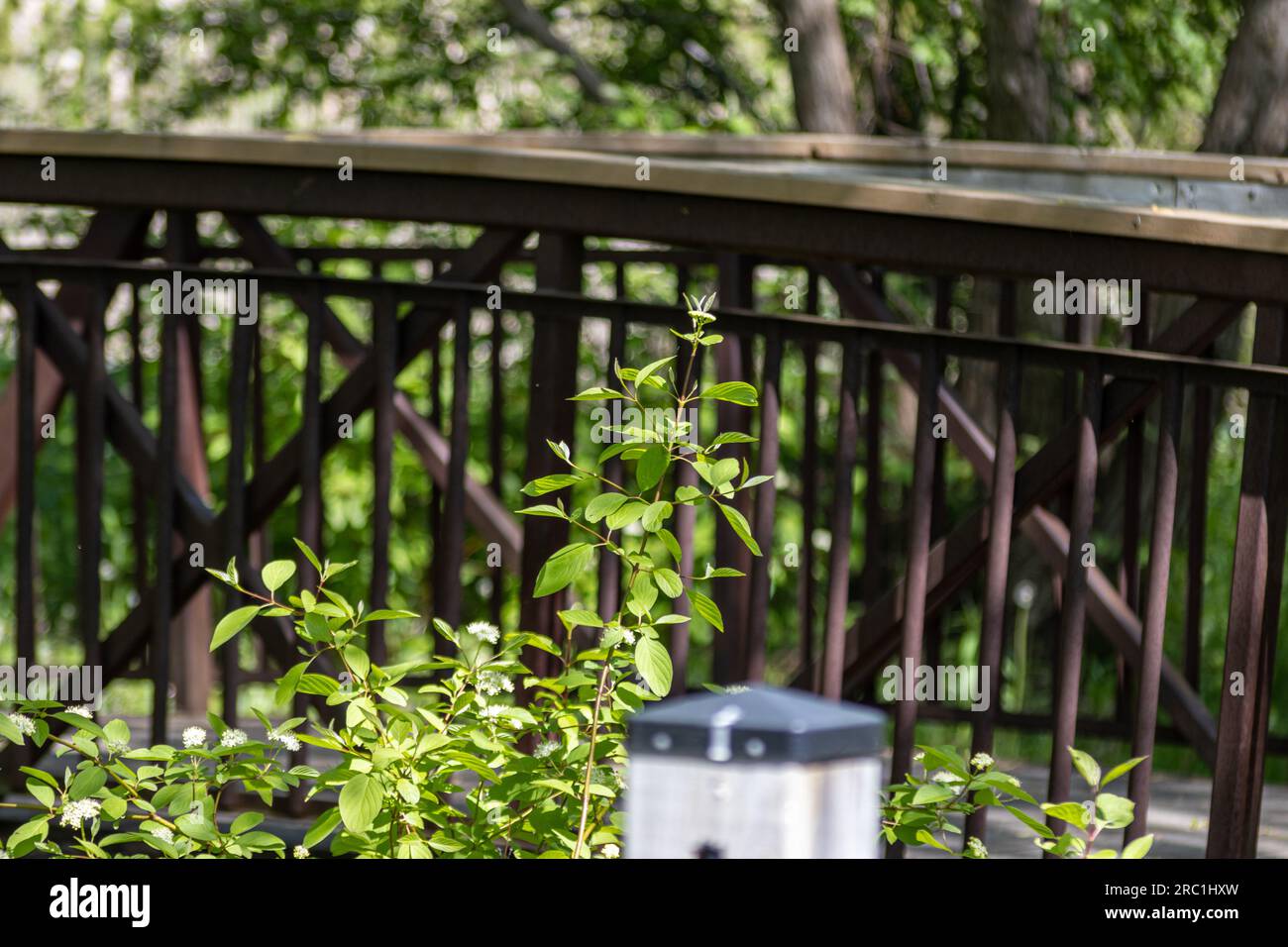 Recinzione in legno con ponte in legno sullo sfondo - foglie - sfondo verde. Preso a Toronto, in Canada. Foto Stock