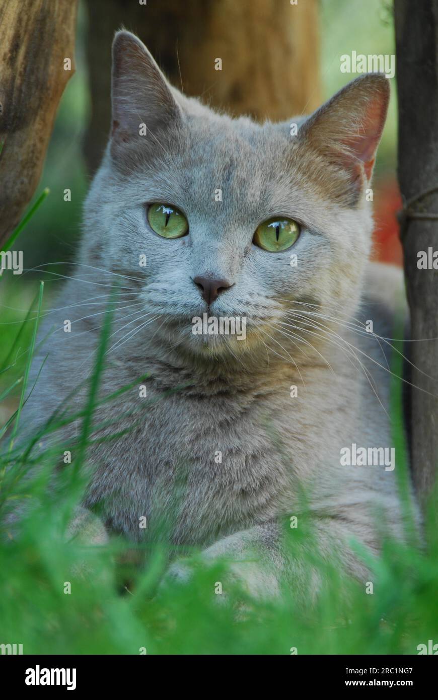 Gatto domestico, Blu con occhi verdi, Shorthair, sdraiato sull'erba, ritratto, gatto, Shorthair, con gli occhi verdi blu, è adagiato sull'erba, wildcat (felis Foto Stock