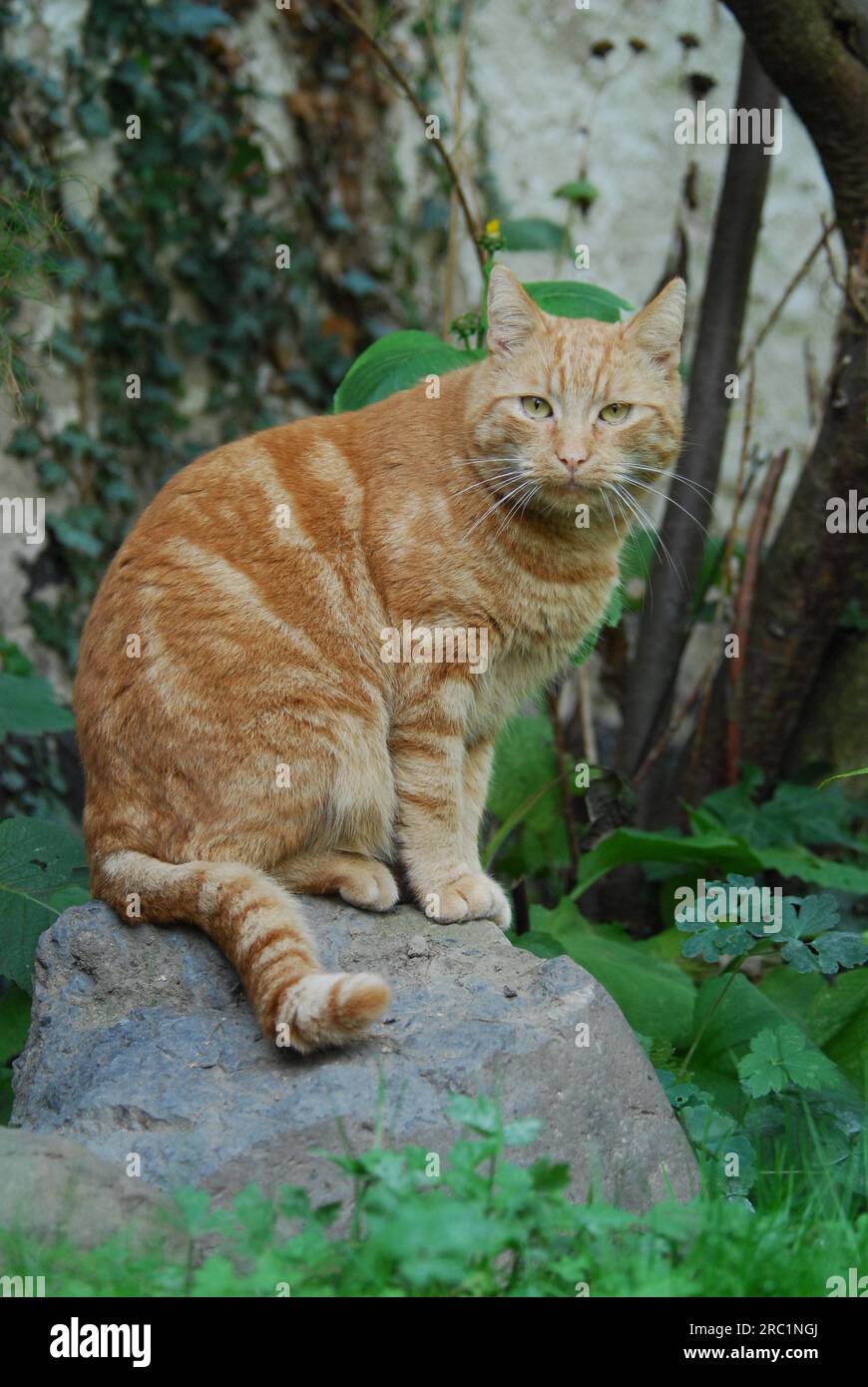 Gatto domestico, Red Tabby, seduto su una roccia in un giardino, gatto, Red Tabby, Shorthair non di pedigree, seduto su una roccia in un wildcat (felis silvestris) Foto Stock