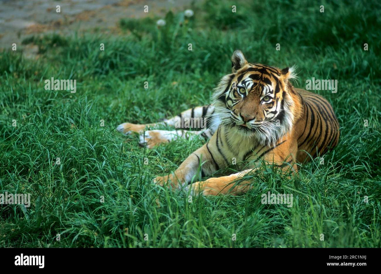 Giovane tigre di Sumatra (Panthera tigris sumatrae) Zoo del Reno Foto Stock