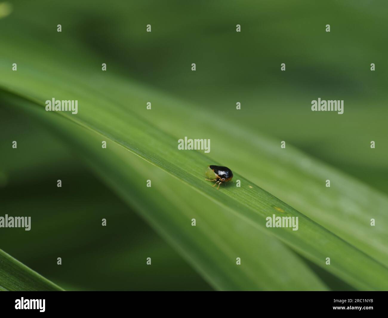 Black Leafhopper. Nome scientifico: Acutalis tartarea. Divisione: Arthropoda. Ordine: Hemiptera. Famiglia: Membracidae (Treehopper). Foto Stock