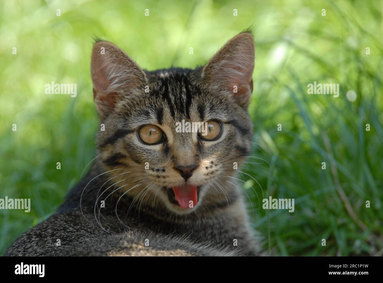 Giovane gattino domestico, tabby, sdraiato nell'erba, ritratto, gatto, non-pedigree Shorthair, wildcat (felis silvestris) forma catus, domesticus Foto Stock