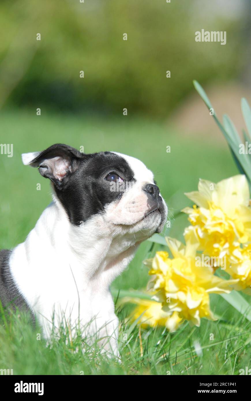 Boston Terrier, cucciolo, 12 settimane, femmina, marcato nero con bianco, accanto ai narcisi (Narciso), ritratto, razza di cane americana, FCI, Standard N.. Foto Stock