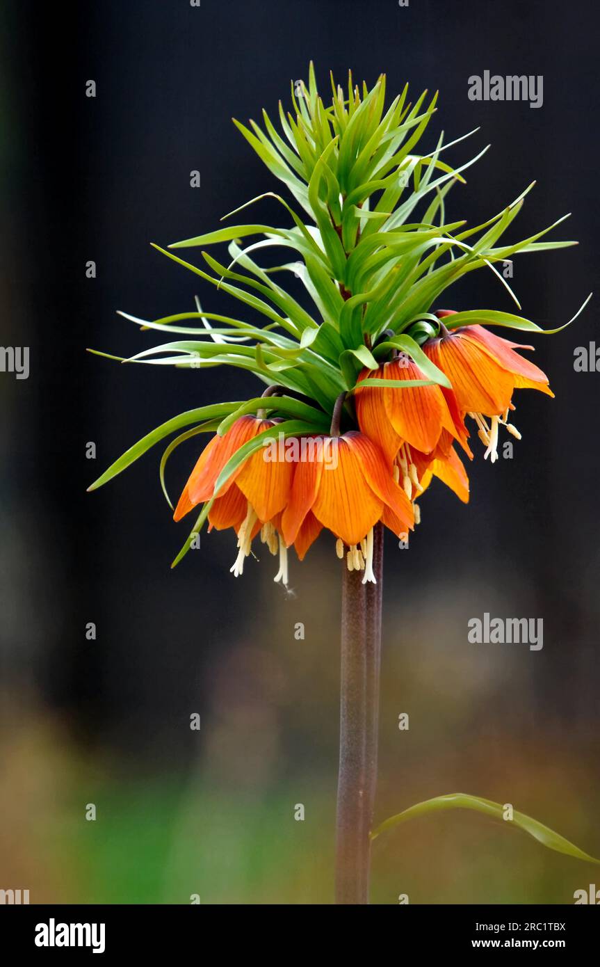 Corona del Kaiser (Fritillaria imperialis), corona imperiale Foto Stock