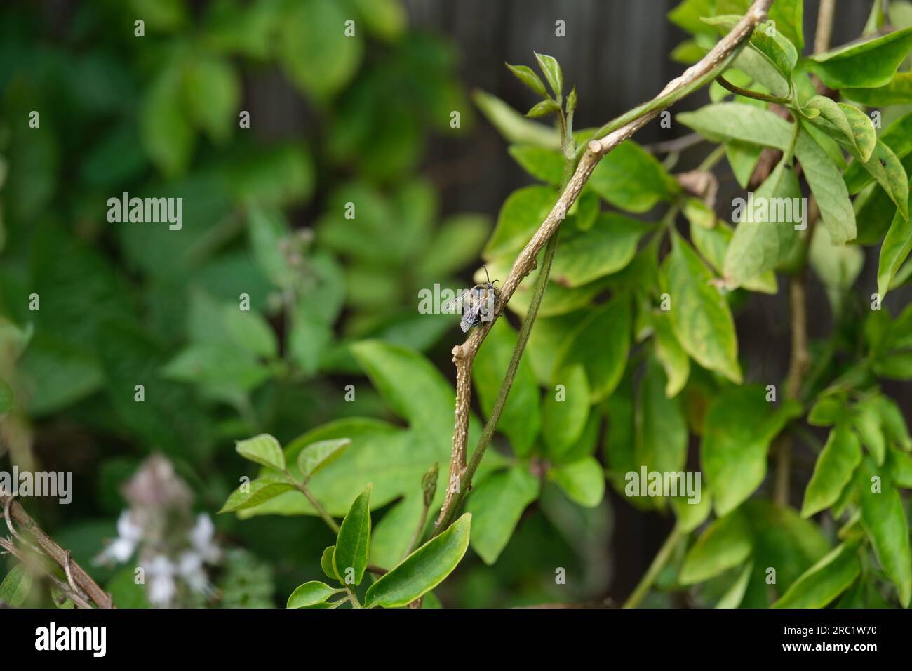 Un'ape europea che raccoglie polline da un fiore di basilico Foto Stock