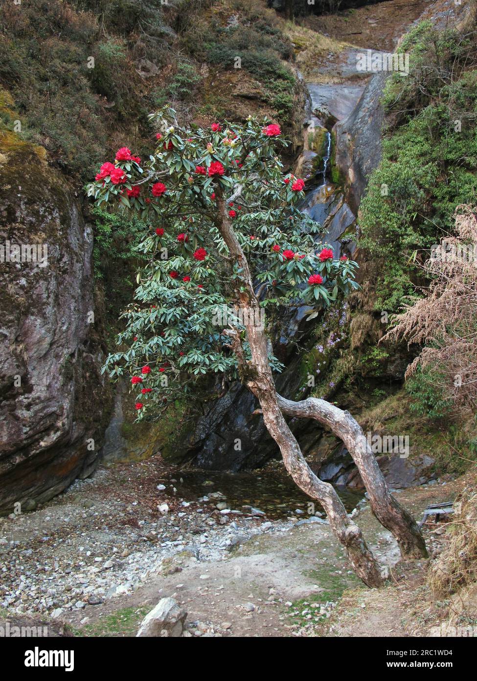 Rododendro rosso, fiore nazionale del Nepal Foto Stock