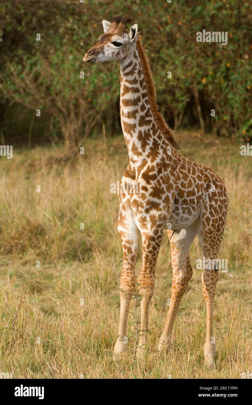 Masai giraffe, Young, Masai Mara Game Reserve, Kenya (Giraffa camelopardalis tippelskirchii) Foto Stock