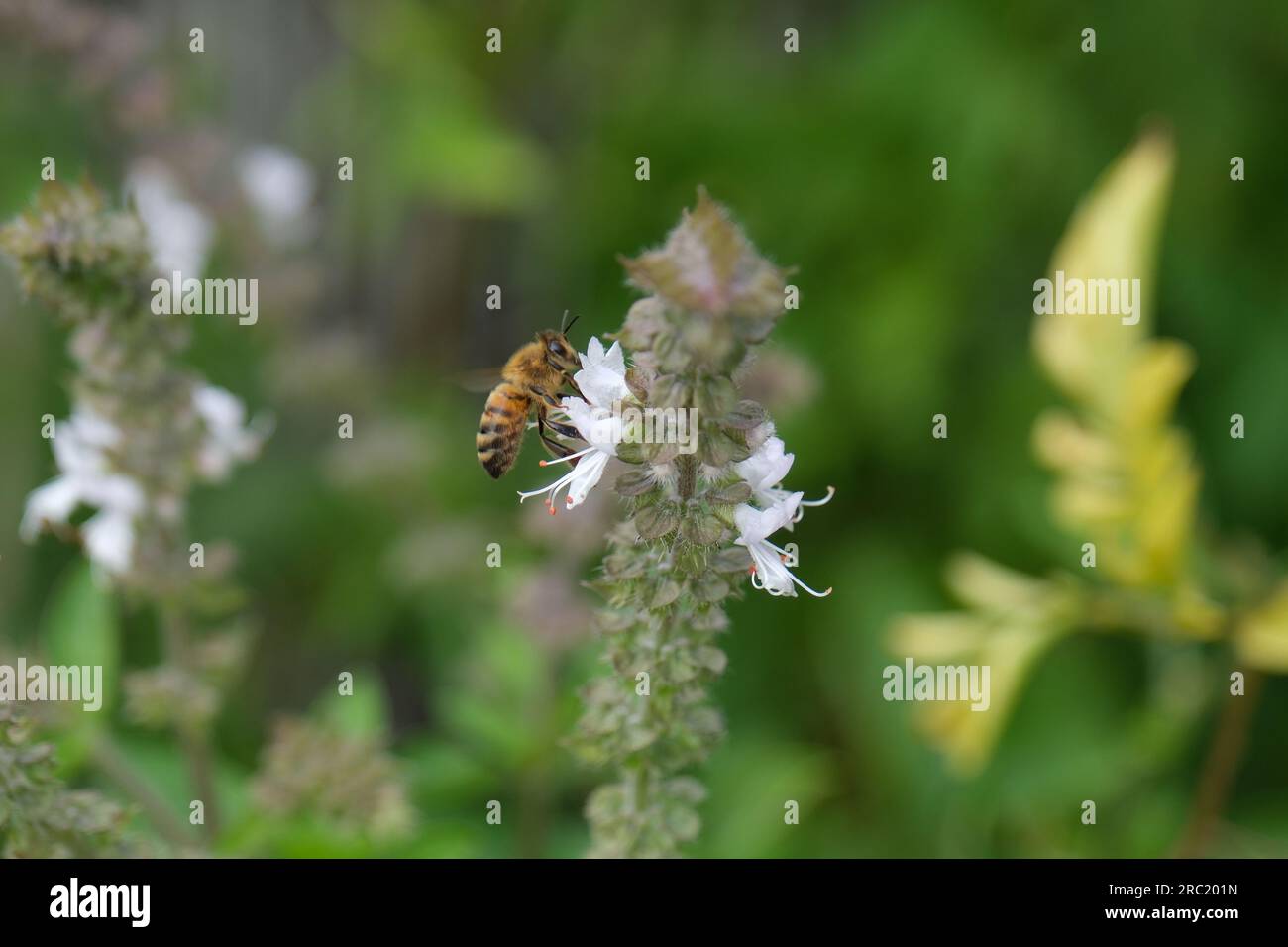 Un'ape europea che raccoglie polline da un fiore di basilico Foto Stock