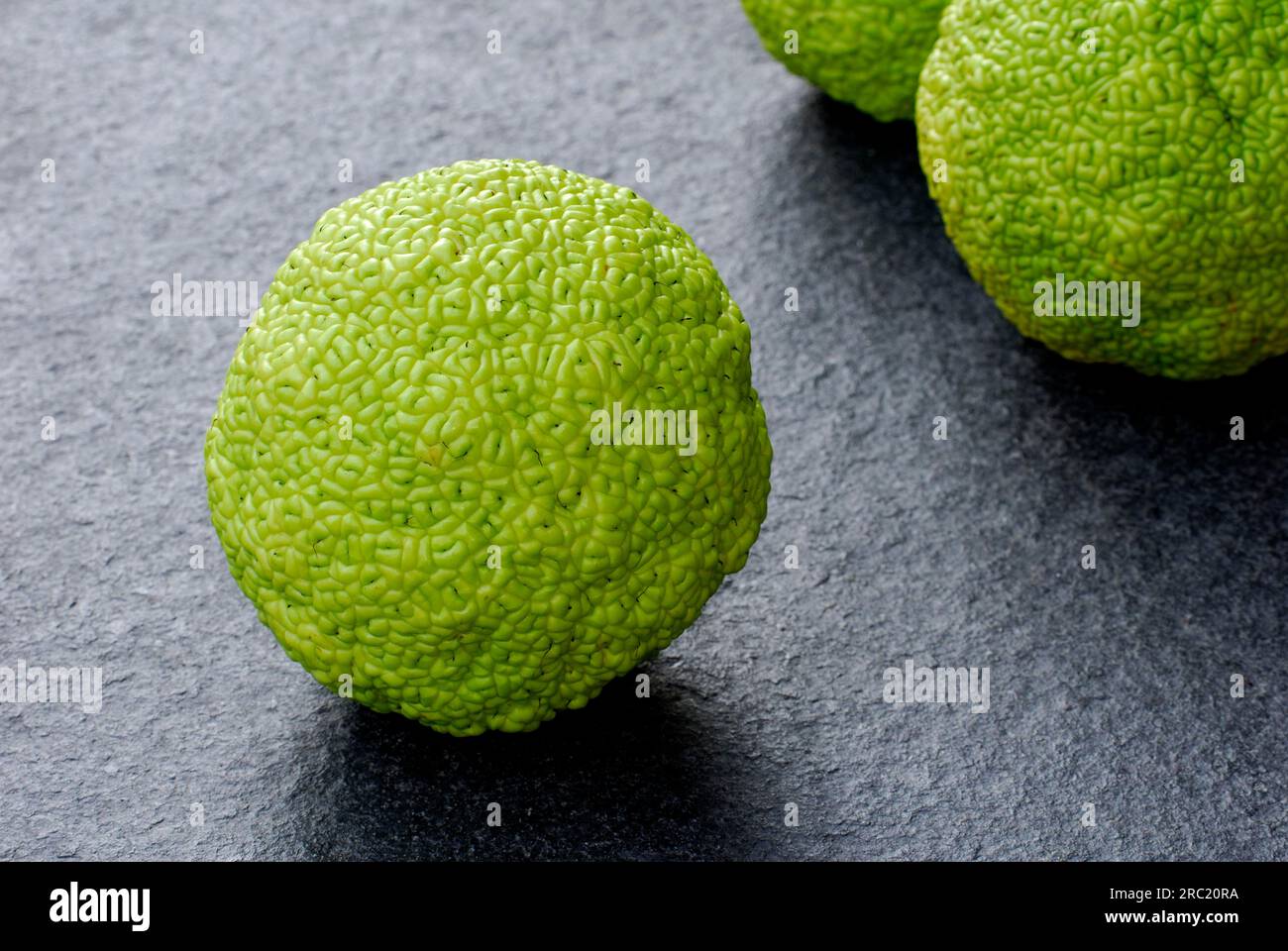 Frutta di mela da siepe (Maclura pomifera) Foto Stock