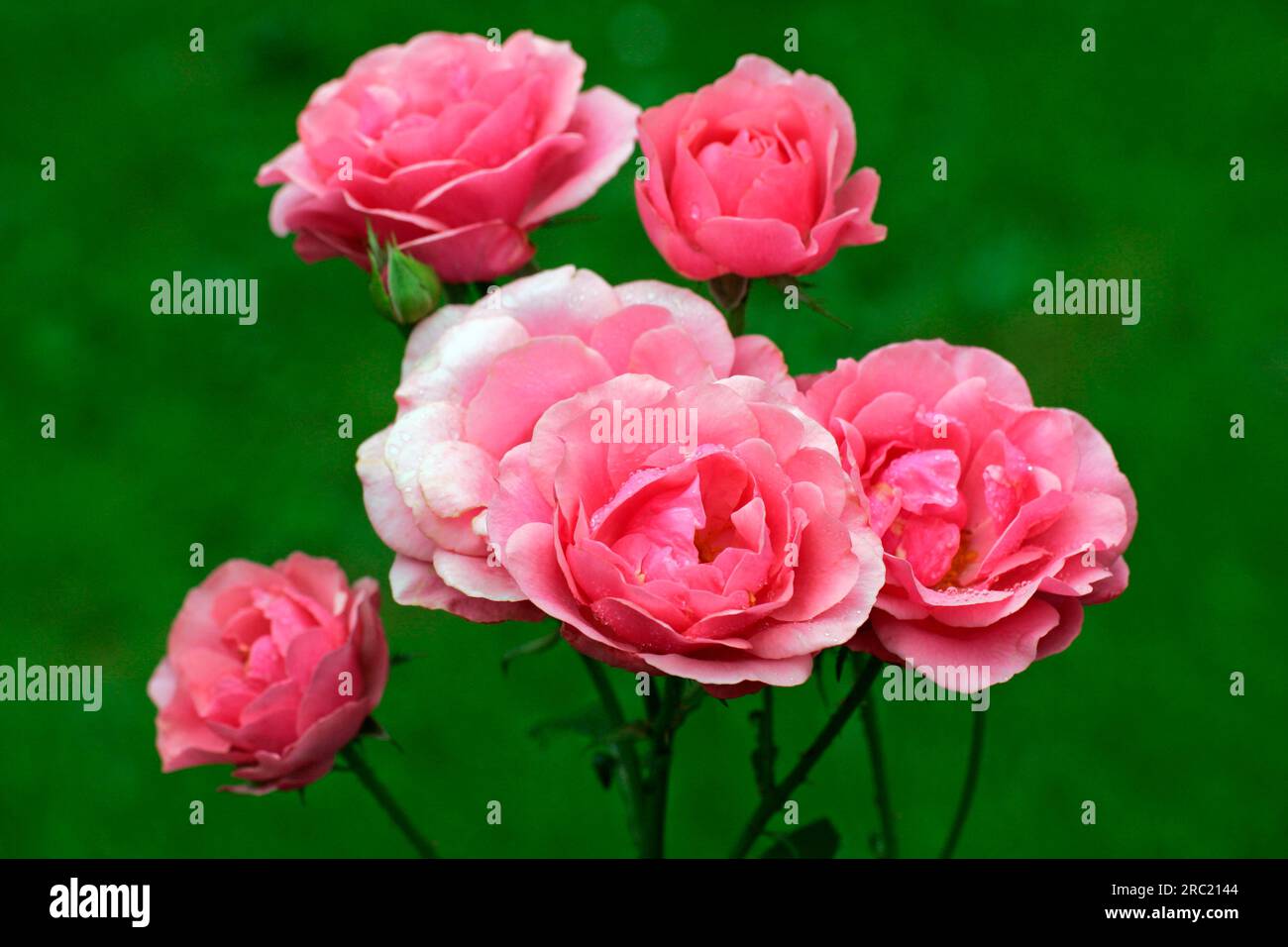 Rose (Rosa) 'Heidelinde Foto Stock