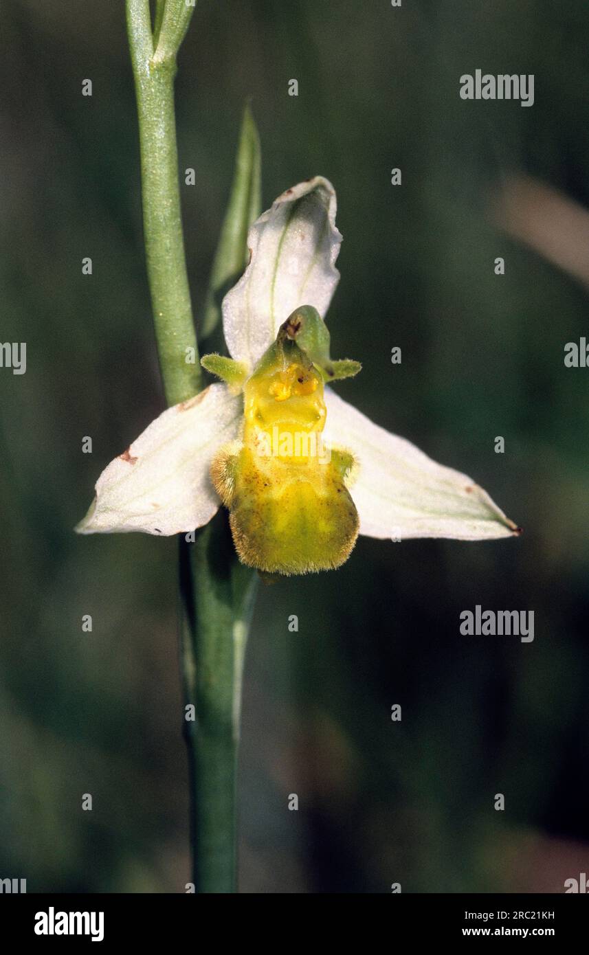 Orchidea delle api, orchidea delle api (ophrys apifera), orchidea delle api, ophrys abeille Foto Stock