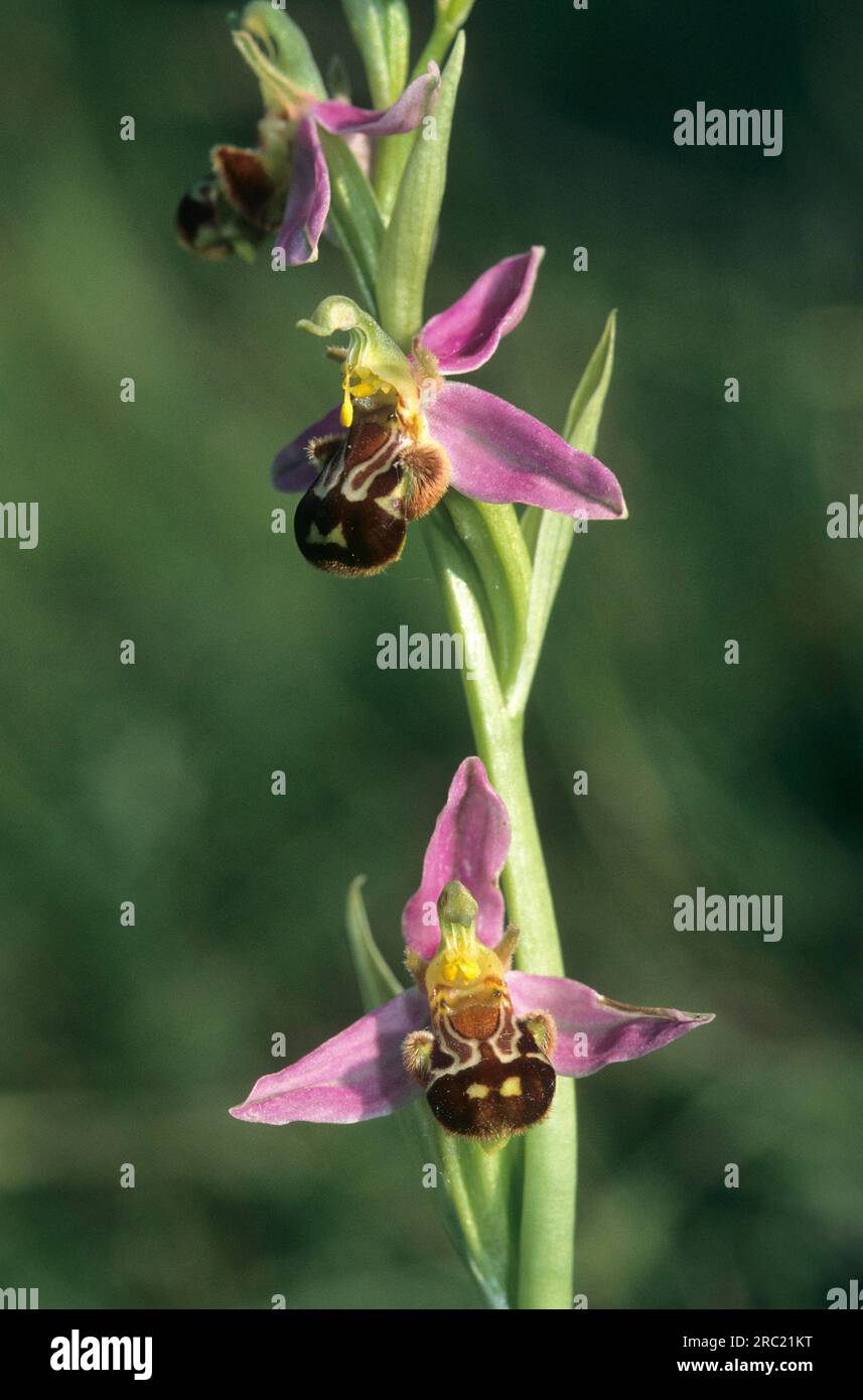 Orchidea delle api, orchidea delle api (ophrys apifera), orchidea delle api, ophrys abeille Foto Stock