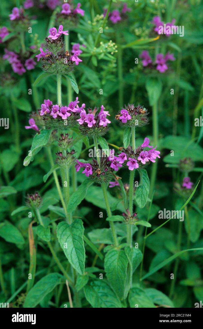 Menta di campo (mentha arvensis), menta di mais, menthe des champs, menta Foto Stock