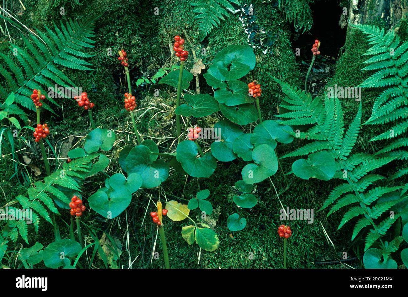 Arum (Arum maculatum), stelo fruttifero Arum Foto Stock