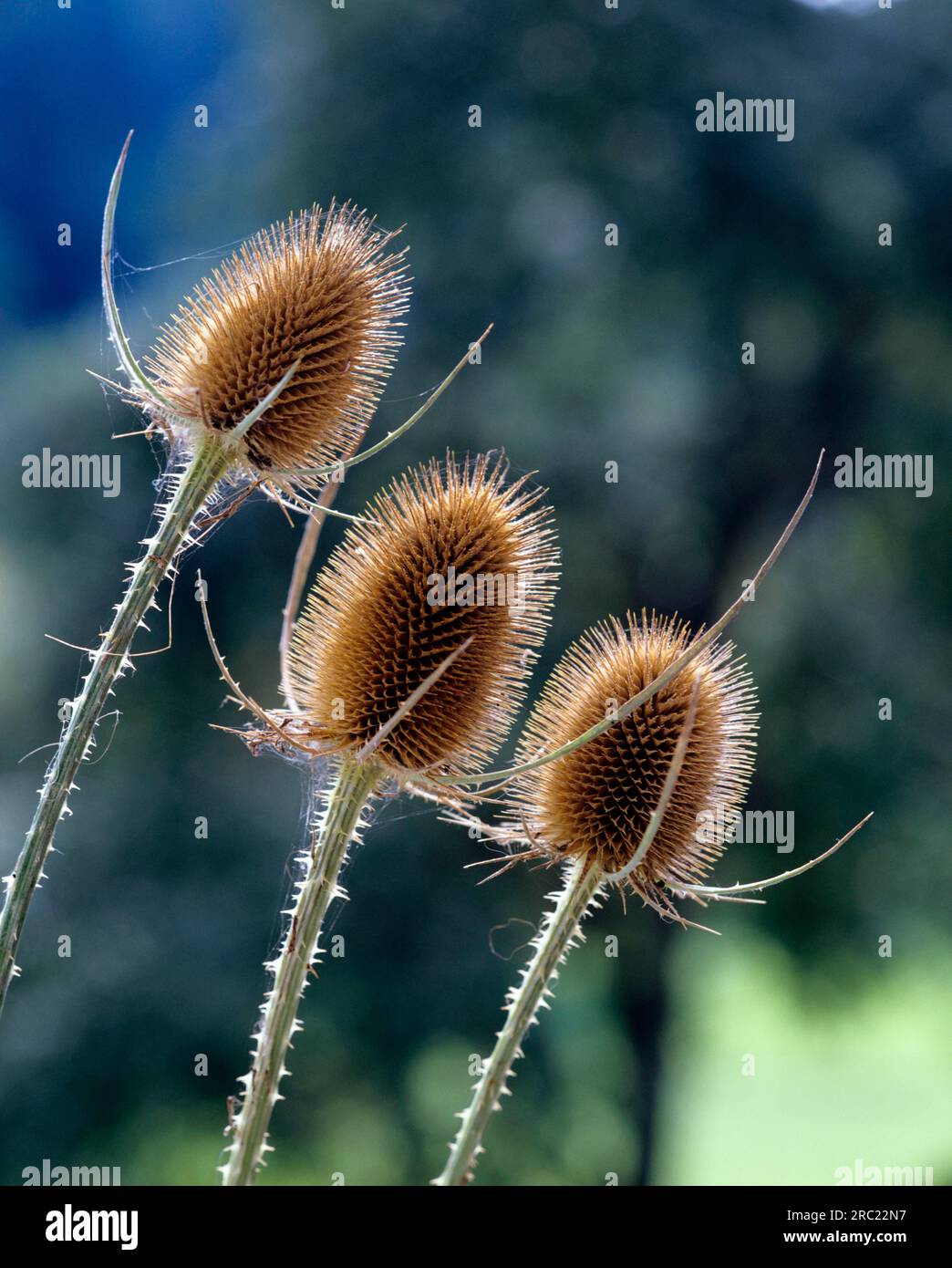 Tesello (Dipsacus sylvestris) (Dipsacus silvestris) (Dipsacus fullonum) Foto Stock