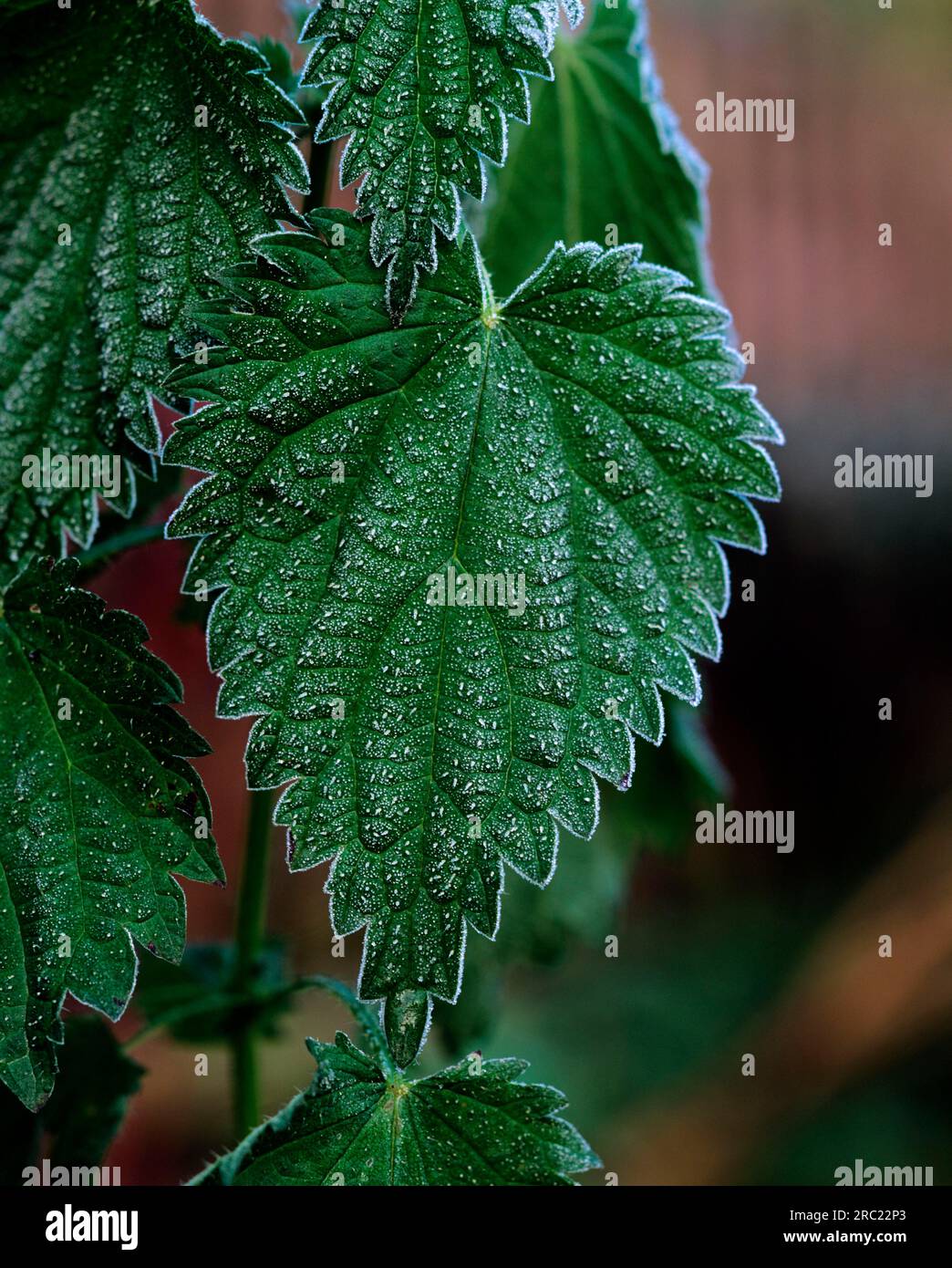Ortica, snello ortica (Urtica dioica) Foto Stock