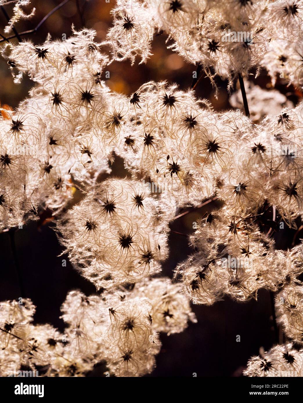 Clematis vitalba Foto Stock