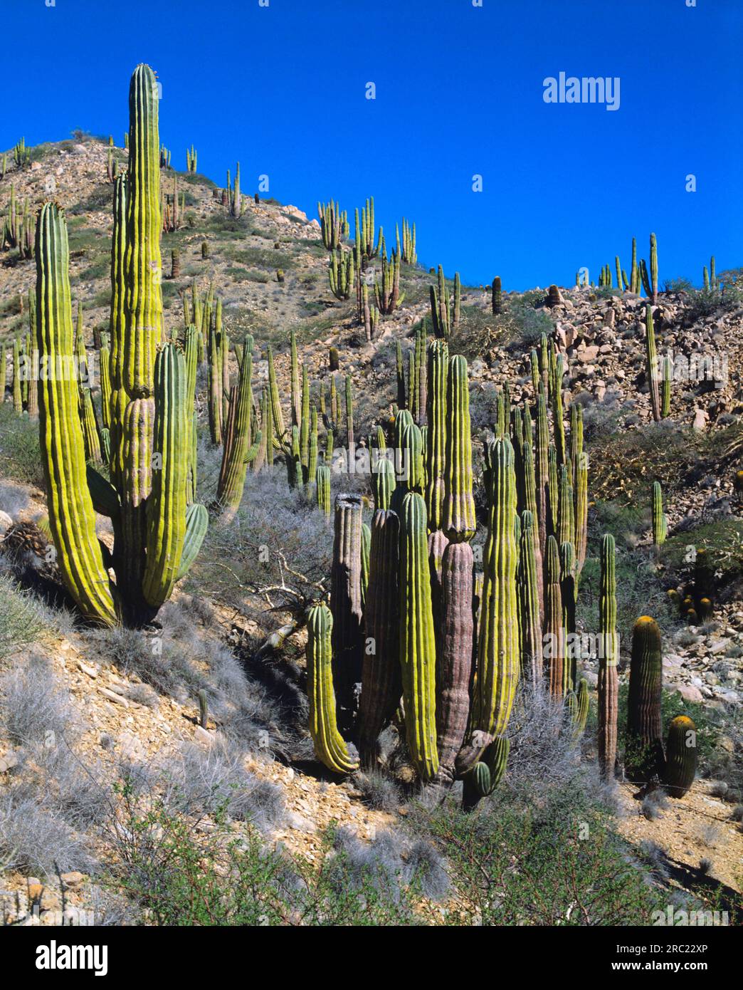 Cactus Cardon (Pachycereus pringlei) Foto Stock