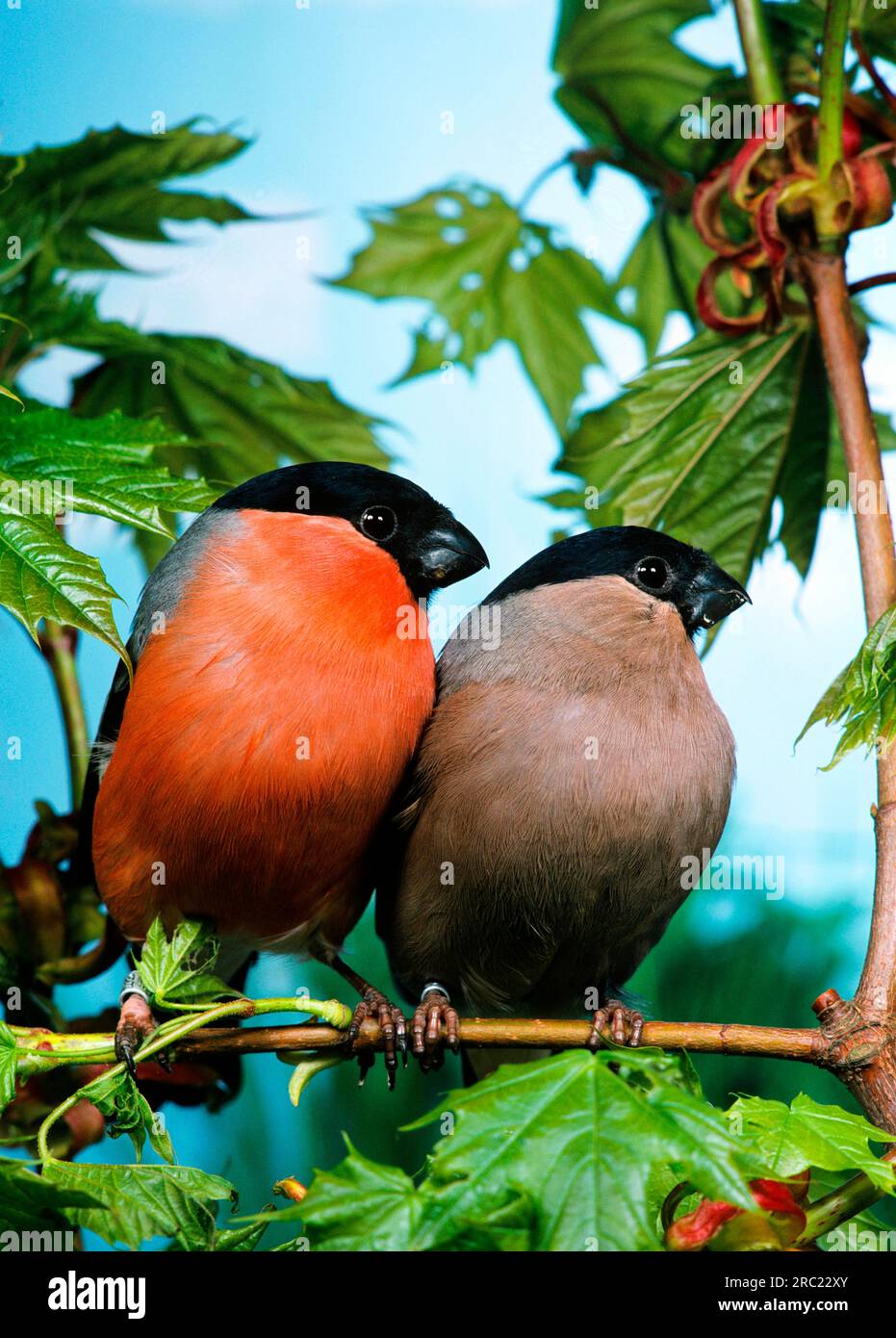 Coppia di pallottole eurasiatiche (Pyrrhula pyrrhula), panche Foto Stock