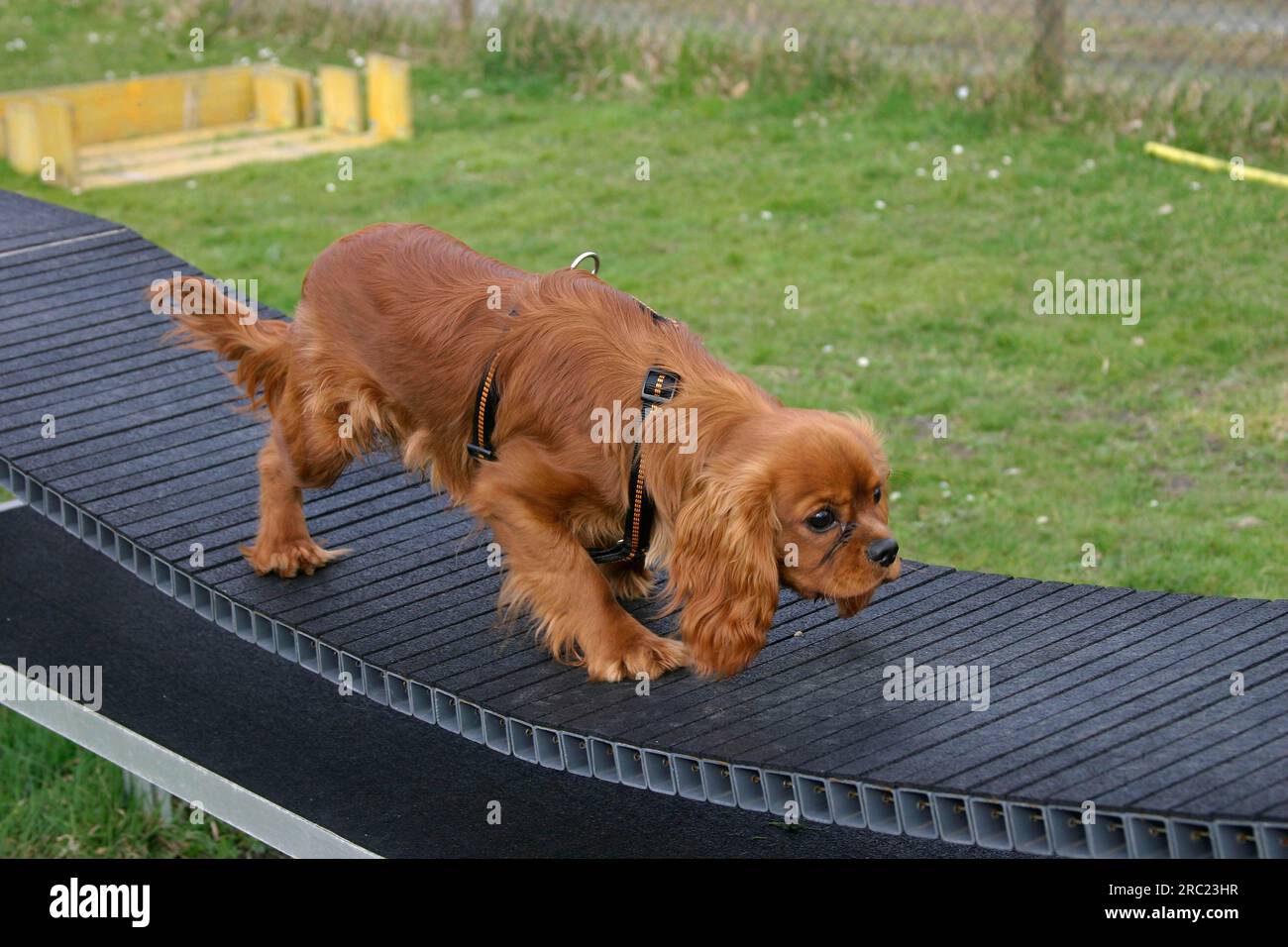 Cavalier King Charles Spaniel, ruby, al bar, prudente Foto Stock