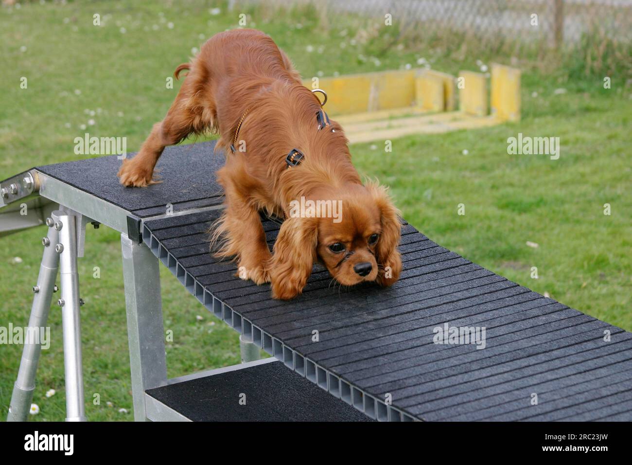 Cavalier King Charles Spaniel, ruby, al bar, prudente Foto Stock