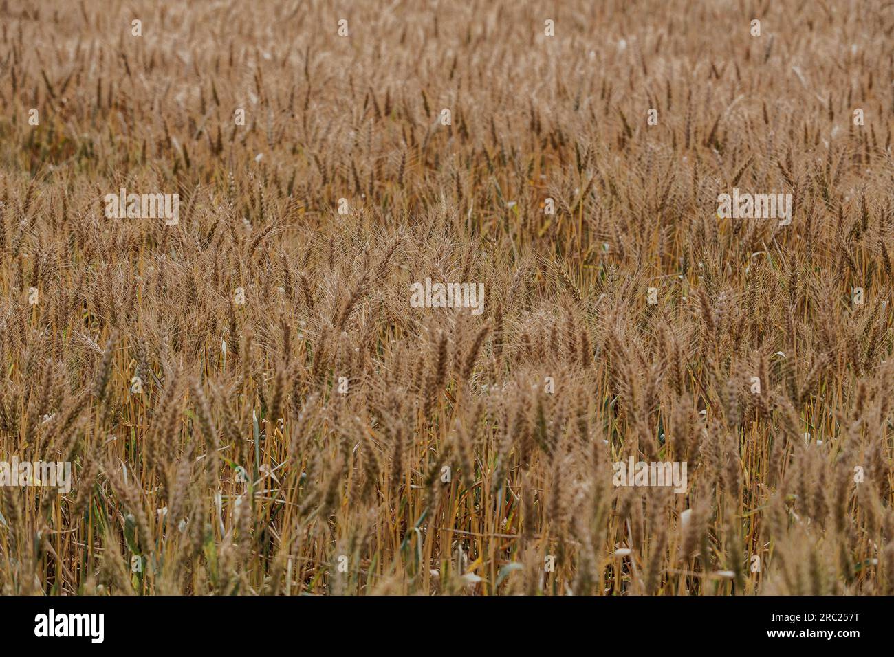 I campi di grano sono uno spettacolo da vedere, con la loro vasta distesa e la tonalità dorata. Per quanto l'occhio possa vedere, le onde ondulate di grano creano un ipnotico Foto Stock