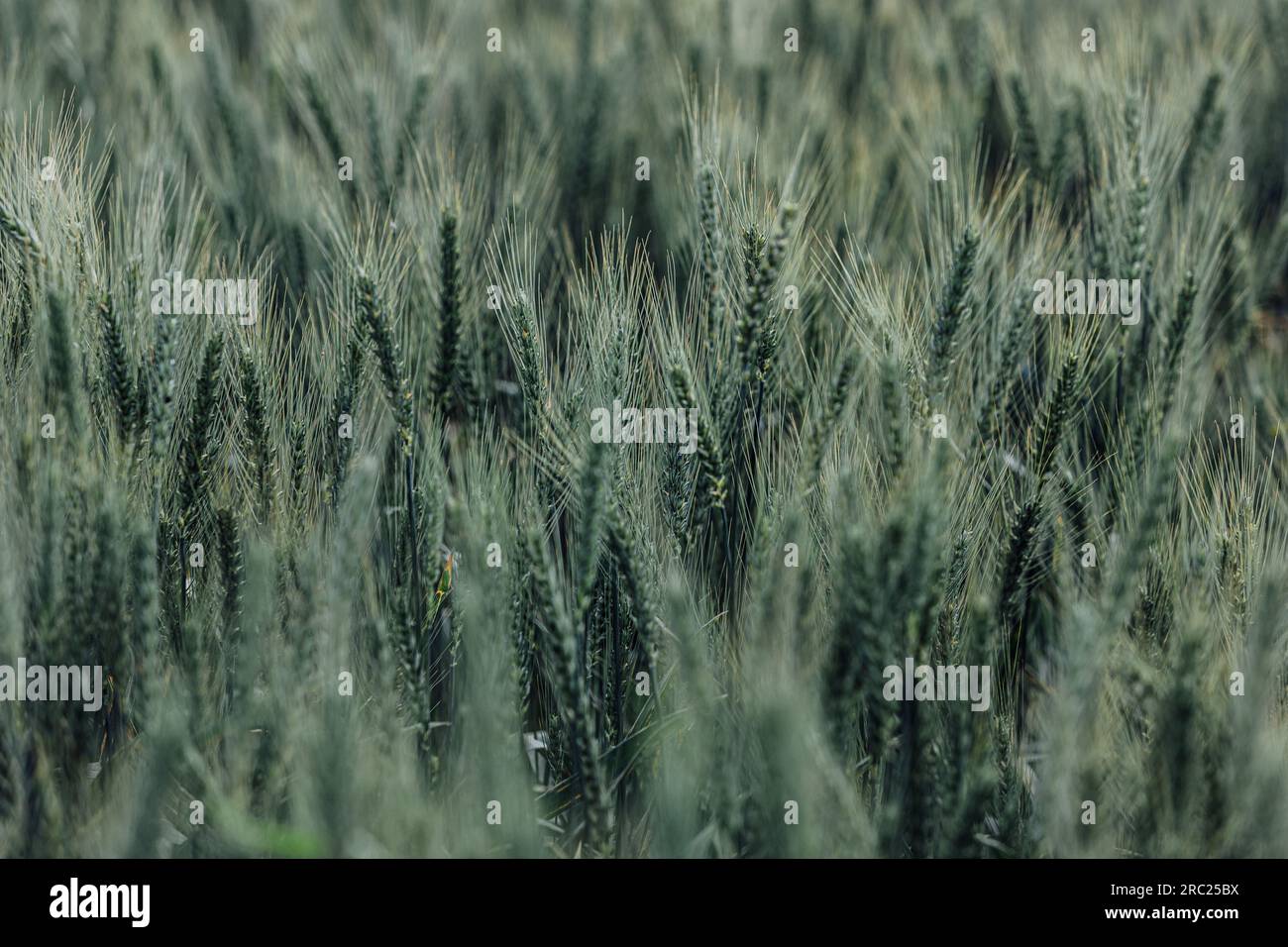 I campi di grano sono uno spettacolo da vedere, con la loro vasta distesa e la tonalità dorata. Per quanto l'occhio possa vedere, le onde ondulate di grano creano un ipnotico Foto Stock