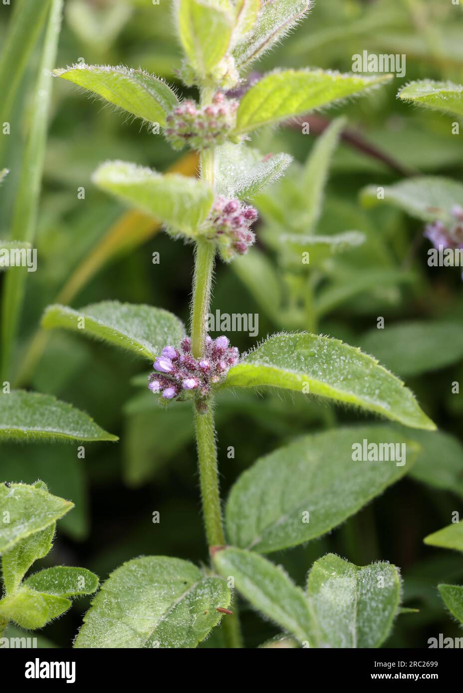 Menta di campo Foto Stock