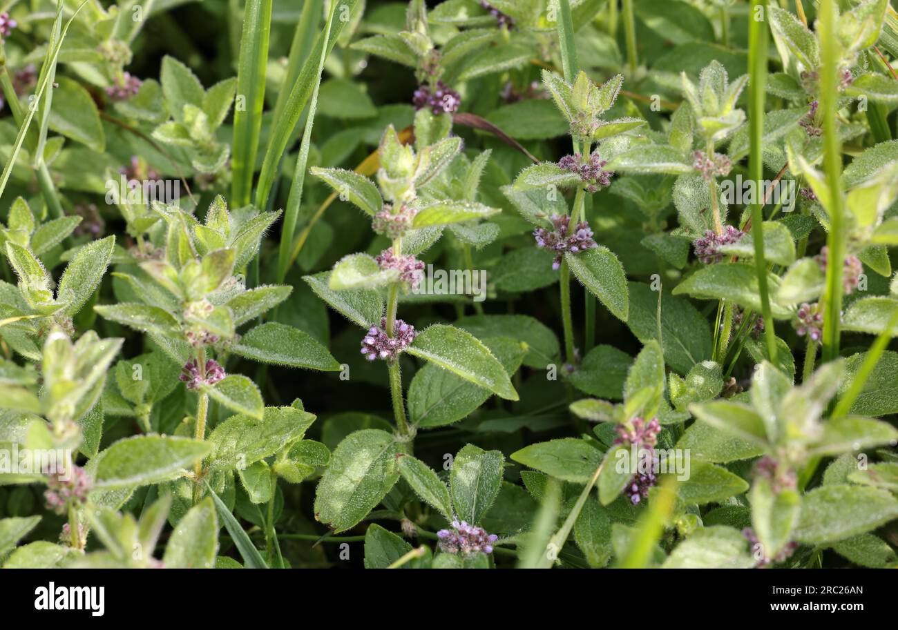 Menta di campo Foto Stock