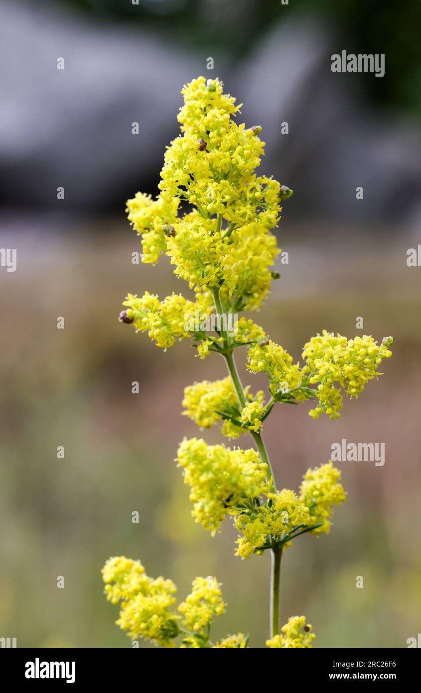 Ladys Bedstraw Foto Stock