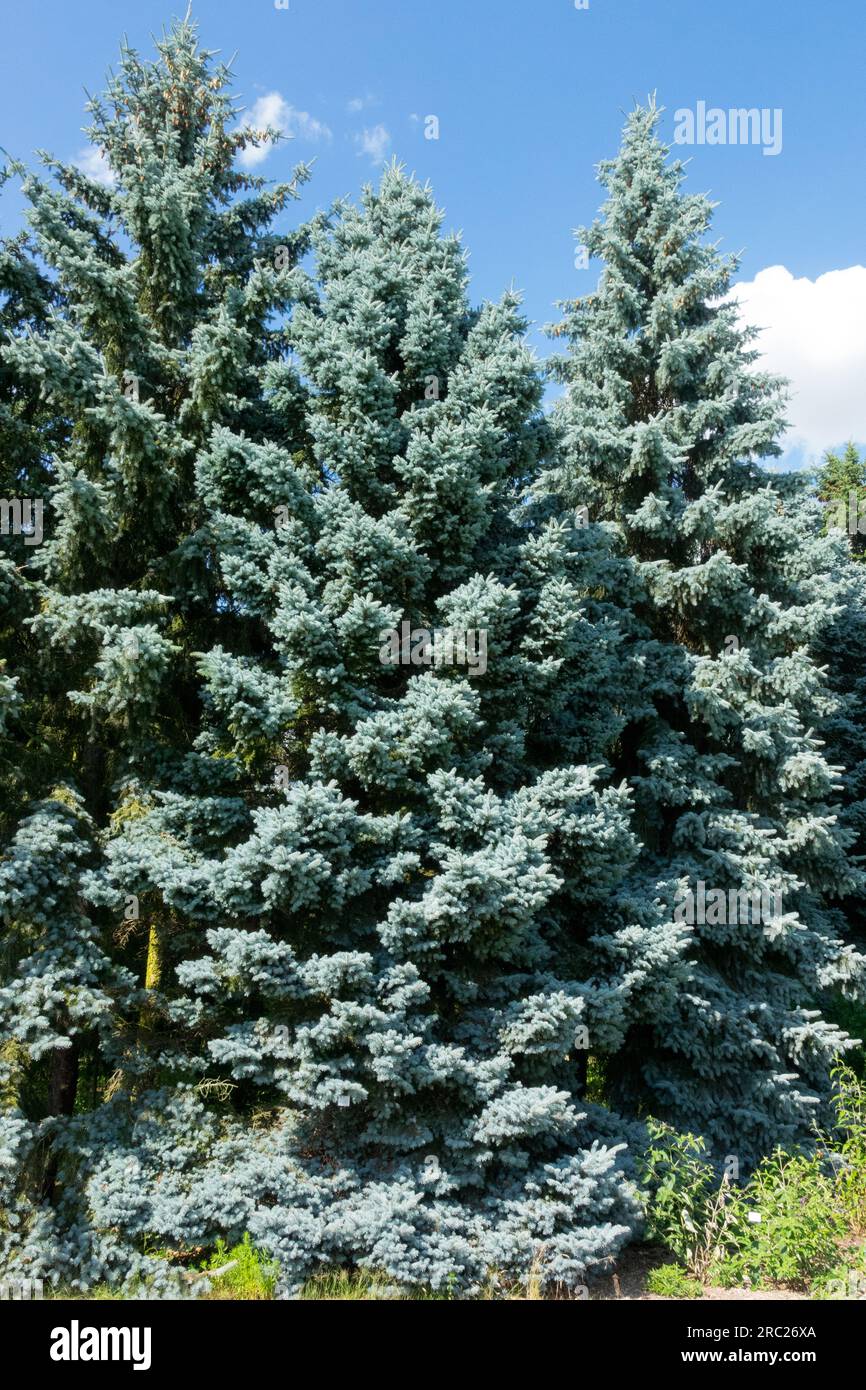Colorado Blue Spruce Trees Picea pungens Moerheimii Glauca Group Foto Stock
