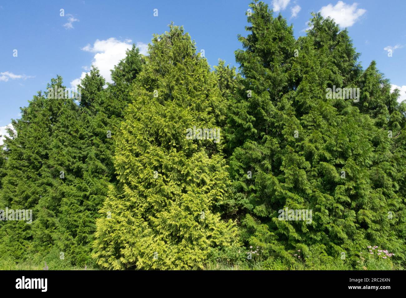 Western red cedar tree immagini e fotografie stock ad alta risoluzione ...