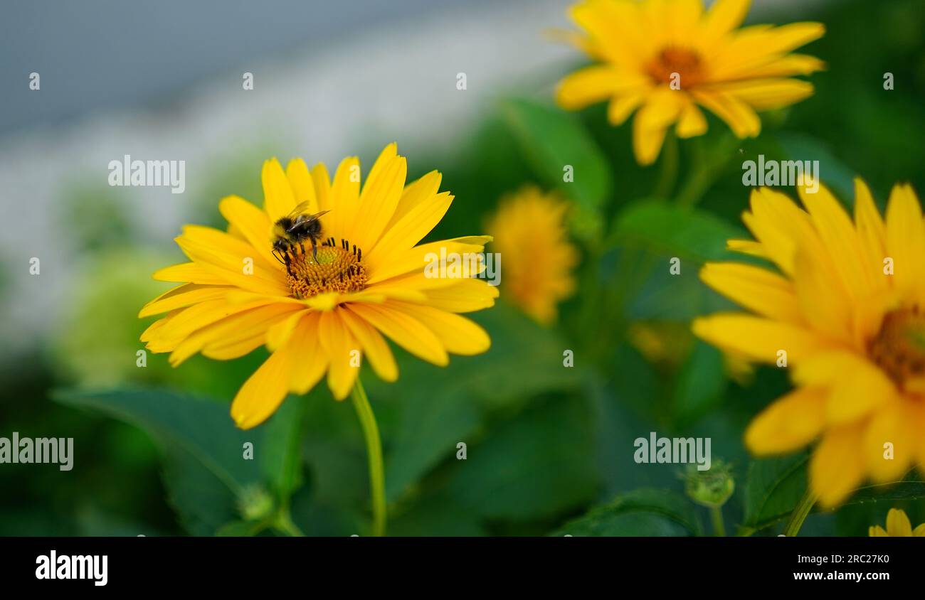 Piccola ape su un fiore giallo. Una carina ape miele pollina i fiori in giardino. Foto Stock