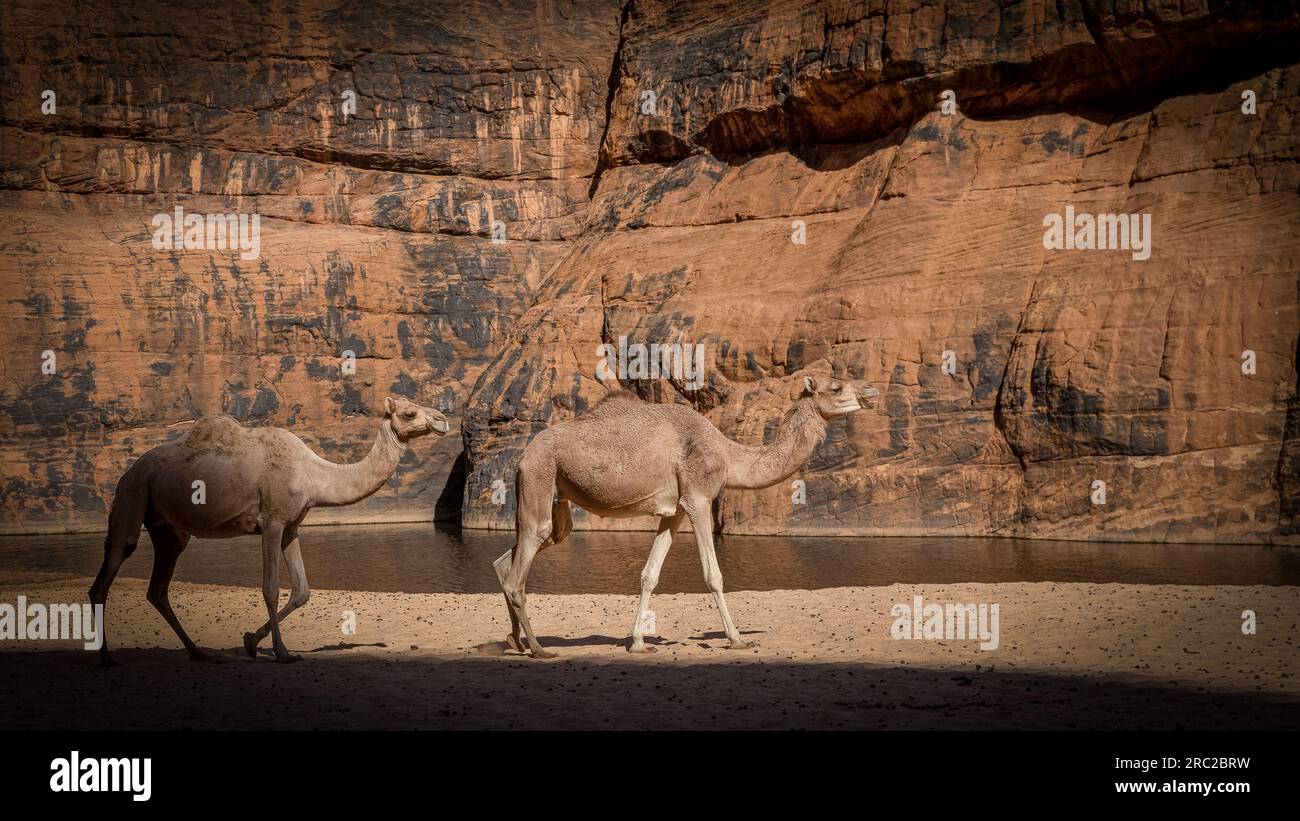 Immersi nell'impressionante natura selvaggia del Ciad, i cammelli percorrono i sentieri del canyon di Guelta d'Archei, tra formazioni rocciose che riecheggiano i sussurri della preistoria Foto Stock