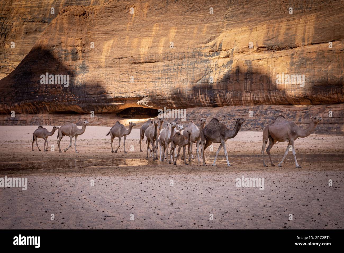 Una carovana di cammelli naviga graziosamente attraverso gli aspri canyon di Guelta d'Archei, sullo sfondo di maestose rocce preistoriche Foto Stock
