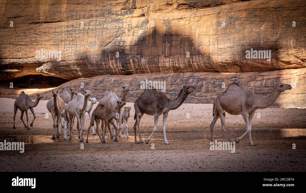 Serenità in movimento mentre un gruppo di cammelli attraversa i canyon storici di Guelta d'Archei, con le antiche opere d'arte della natura che accompagnano il loro viaggio Foto Stock