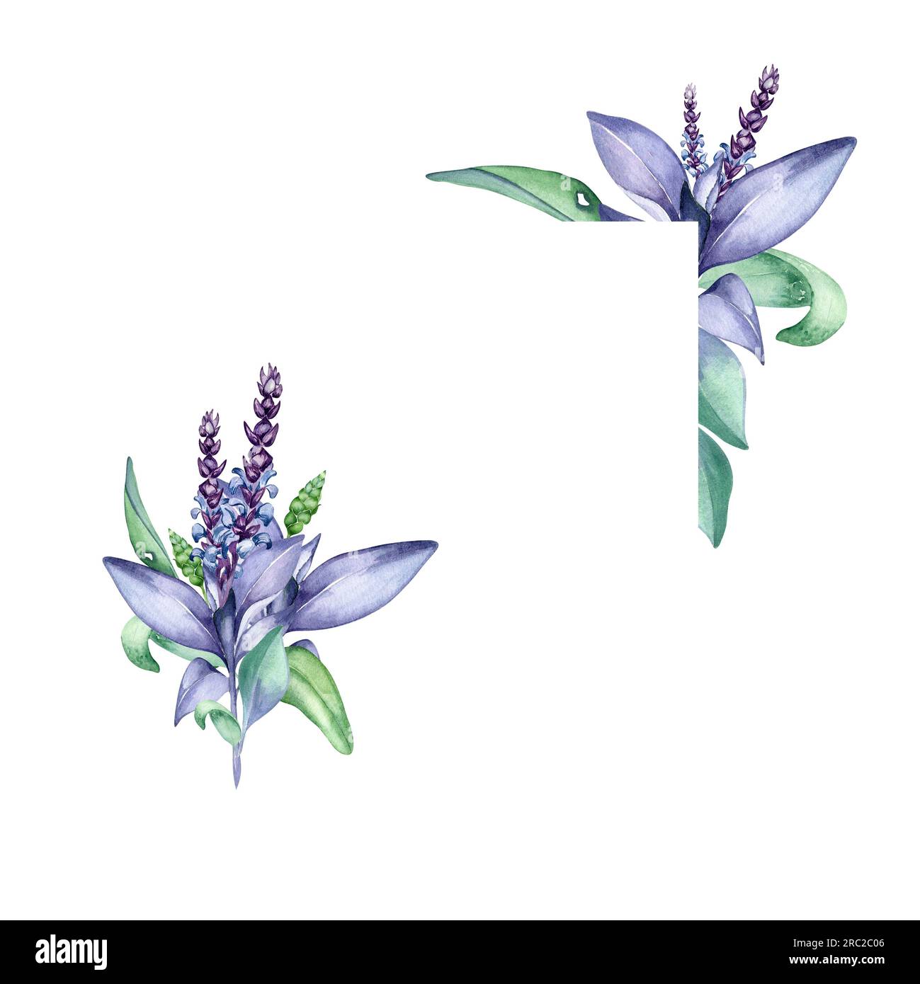 Salvia illustrazione immagini e fotografie stock ad alta risoluzione - Alamy