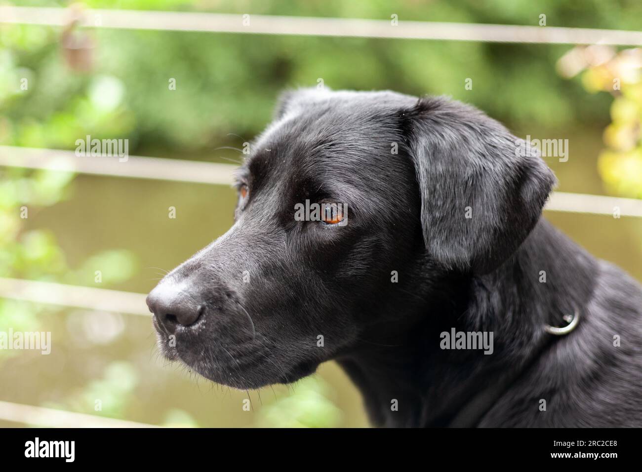 Ritratto di un cane labrador retriever nero in un giardino Foto Stock