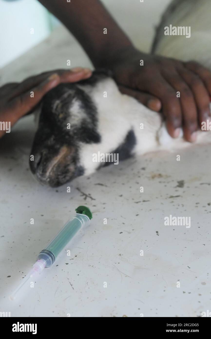 Gli animali stanno ricevendo cure e vaccinazioni in occasione della giornata mondiale delle zoonosi nell'ospedale veterinario statale di Agartala. La giornata mondiale delle zoonosi è osservata il 6 luglio di ogni anno per sensibilizzare sulle malattie che possono essere trasmesse dagli animali all'uomo e per commemorare il giorno in cui Louis Pasteur ha somministrato con successo il primo vaccino contro il virus della rabbia il 6 luglio 1885. Tripura, India. Foto Stock