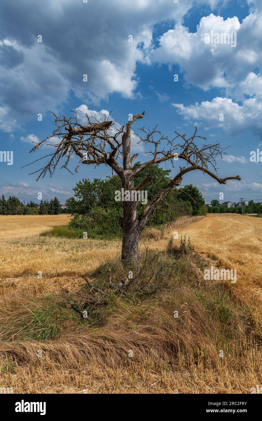 albero morto sul bordo di un campo di grano falciato Foto Stock