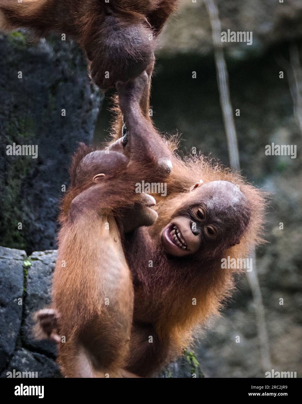 Stare in giro e fare uno scherzo. Safari Garden, Giava Occidentale, Indonesia: Immagini DIVERTENTI di giovani amici oranghi che fanno scherzi e ridono loro lui Foto Stock