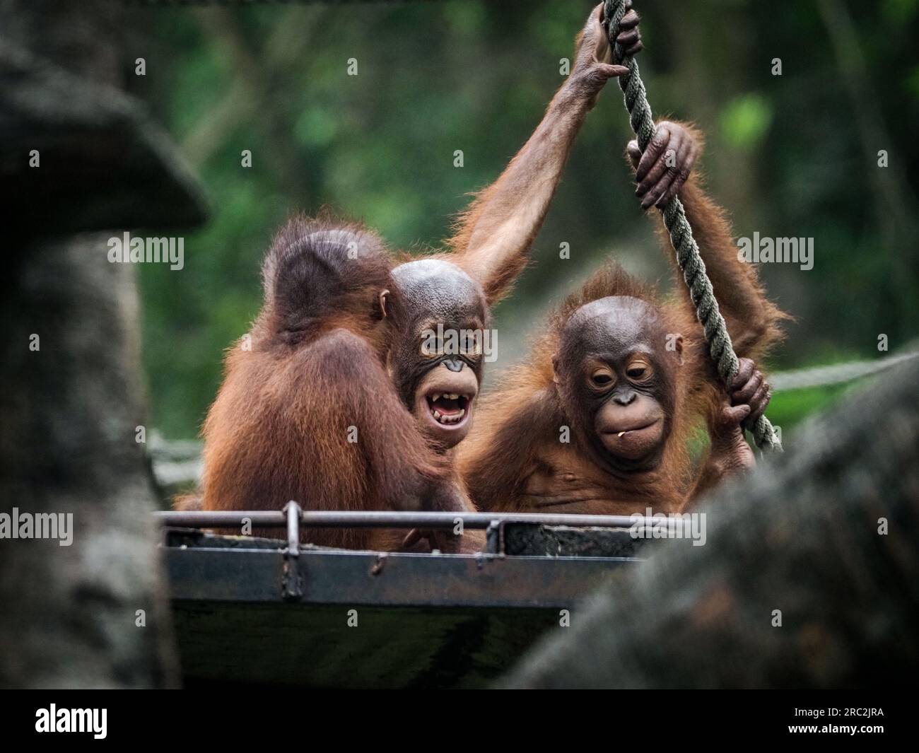 Ridere di battute stupide e divertirsi. Safari Garden, Giava Occidentale, Indonesia: Immagini DIVERTENTI di giovani amici oranghi che fanno scherzo e ridono Foto Stock