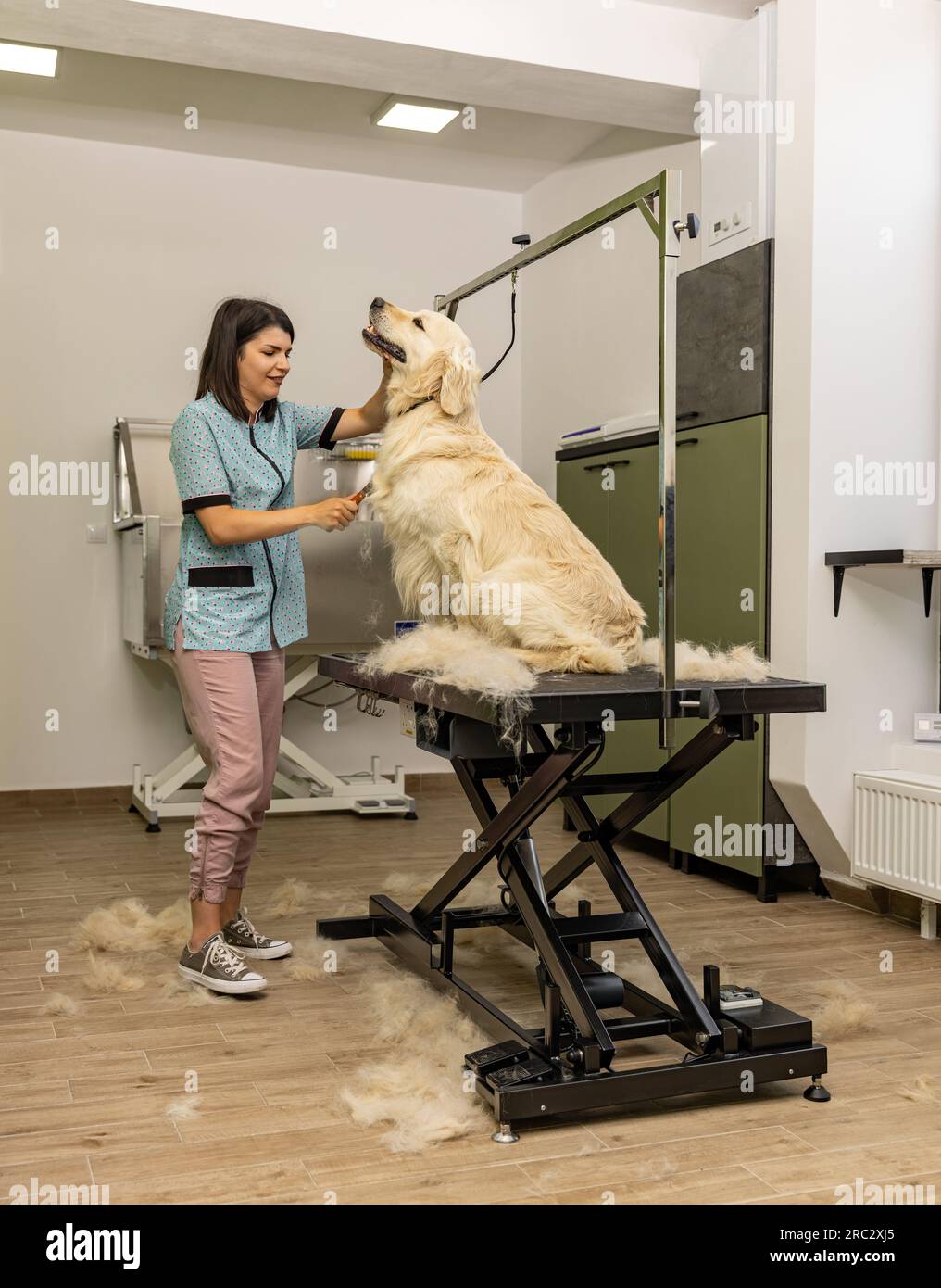 Pulitore femminile spazzolando un simpatico cane Golden retriever Foto Stock
