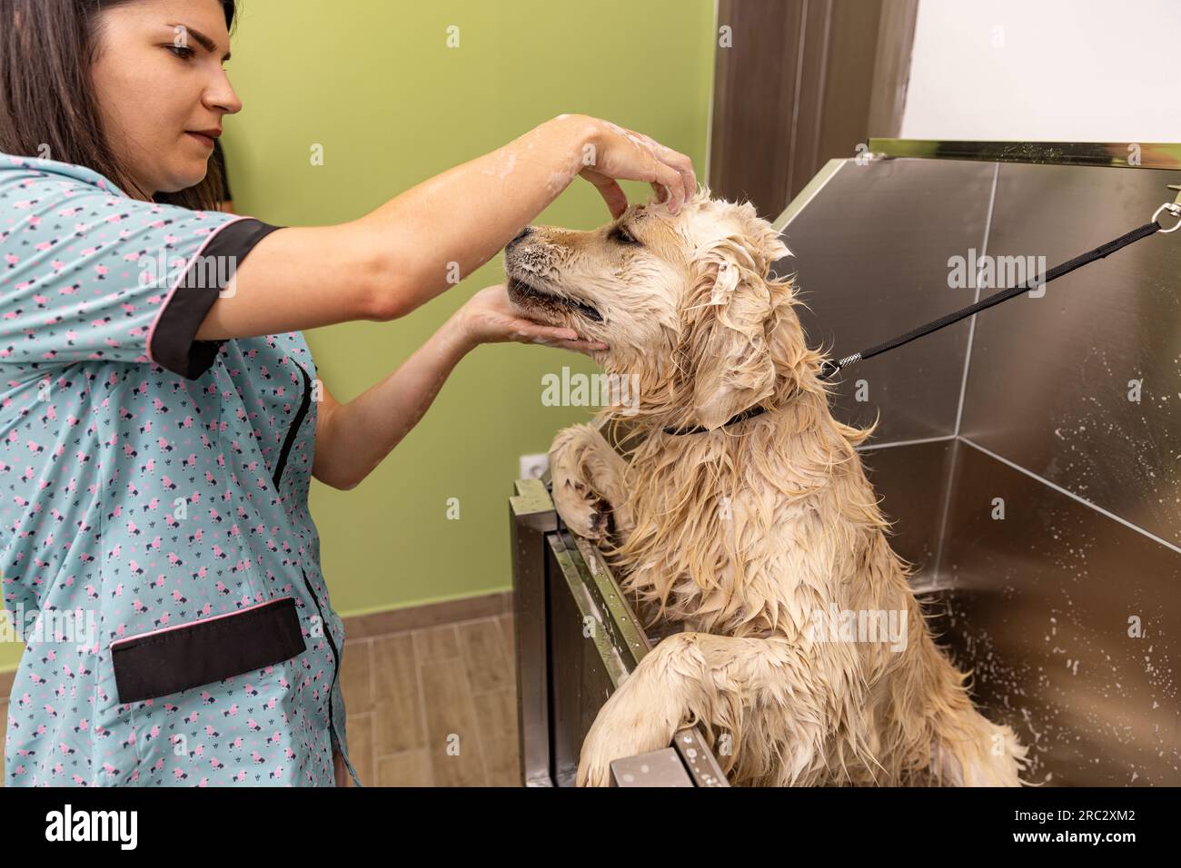 Cane che fa un bagnoschiuma nel salone di bellezza. Foto Stock
