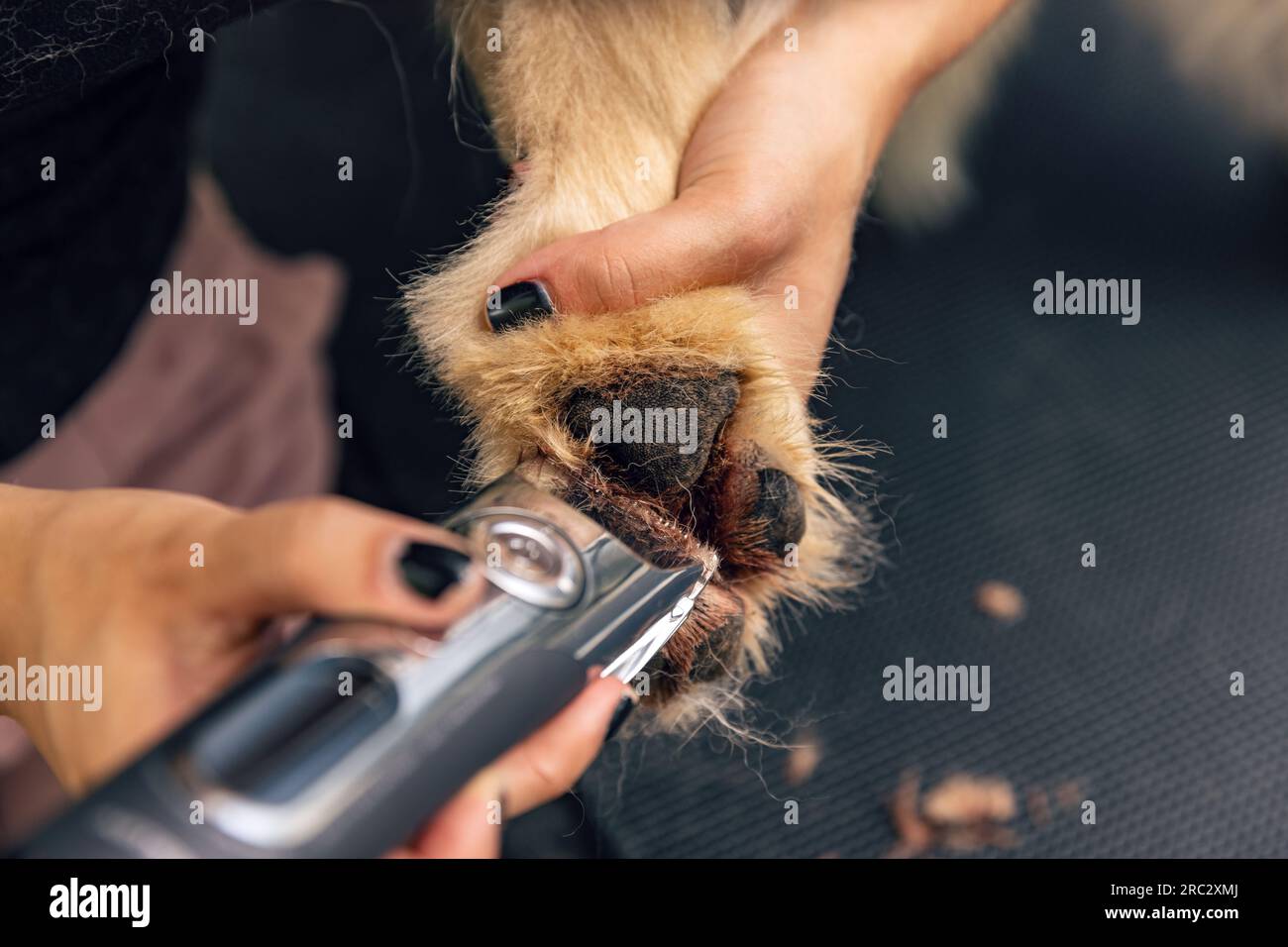 Donna che rimuove i capelli da una zampa di cane. Il concetto di "cane da toeletta" Foto Stock