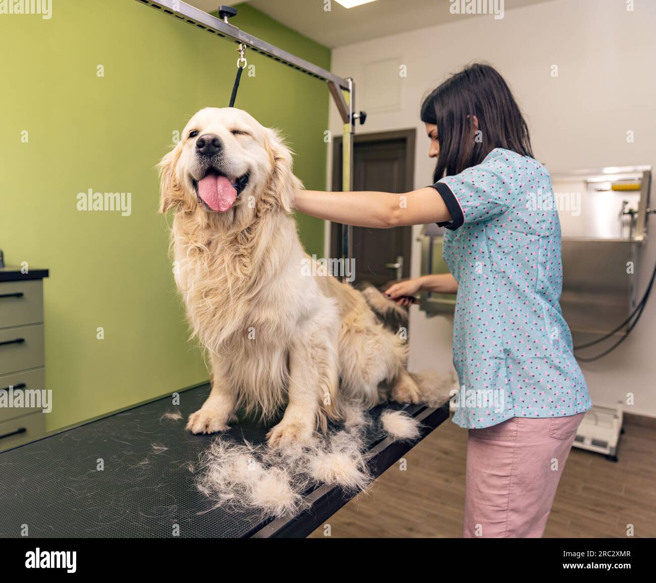 Rifinitore per cani che spazzolano i capelli di Golden retriever nel salone di cura Foto Stock